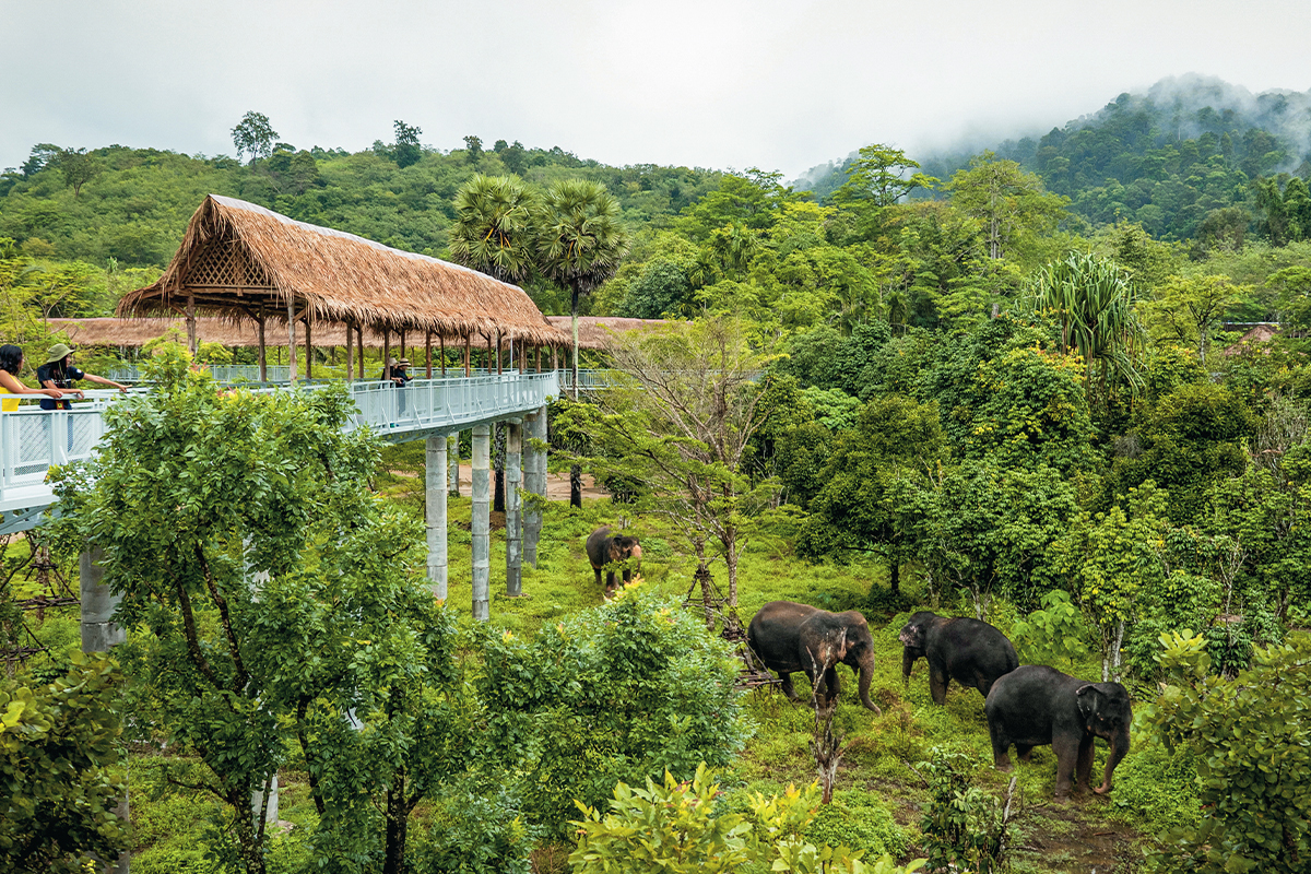 Sanctuaire des éléphants