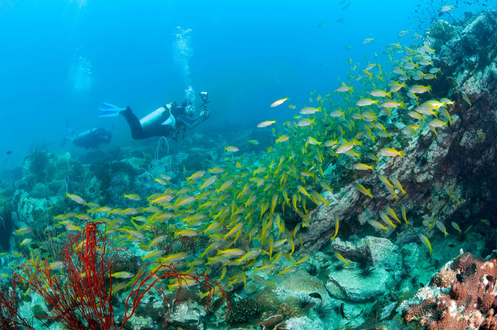 Snorkeling and diving