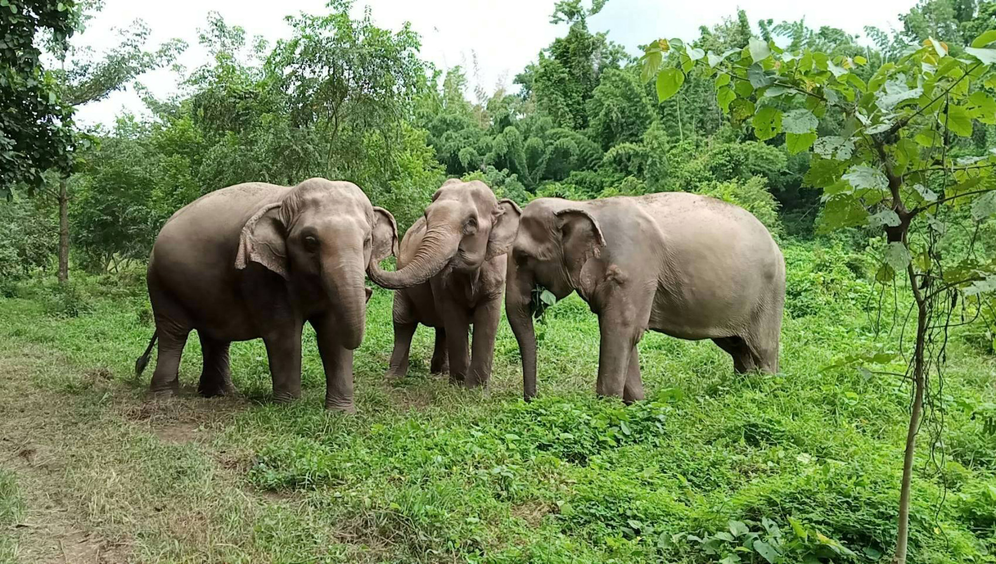 Cascade d’Erawan, “Elephant Haven” et kayak sur la rivière Kwai