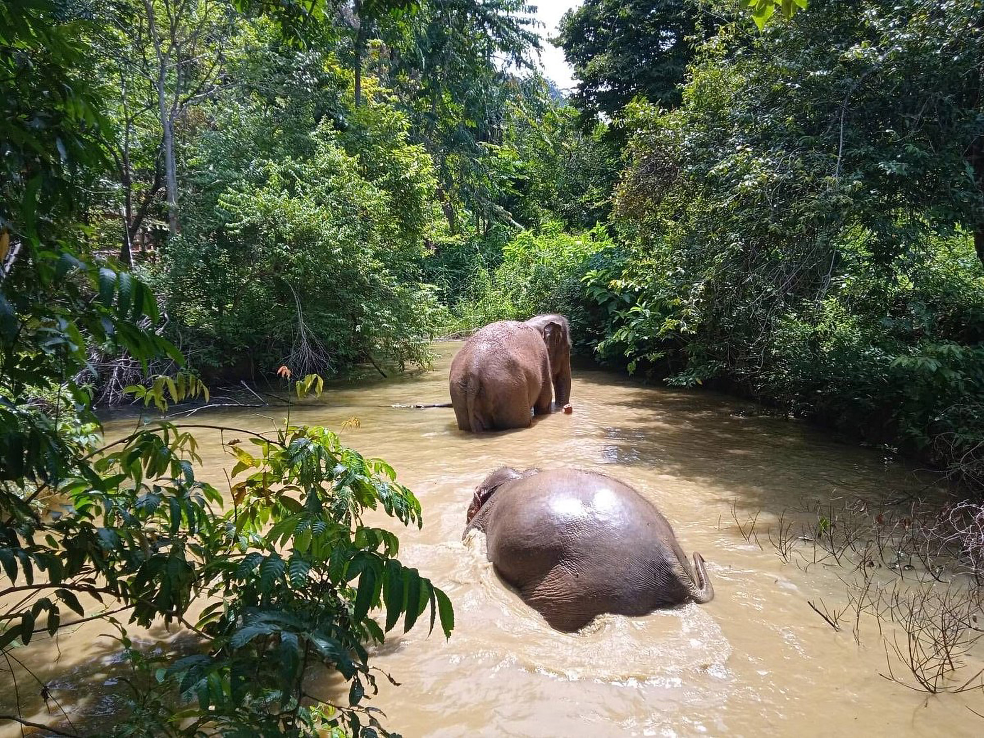 Visit to the elephant sanctuary